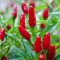 20 Pcs Red Heart Ornamental Pepper Seeds