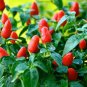 20 Pcs Red Heart Ornamental Pepper Seeds