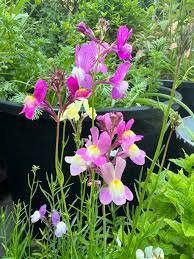 50 Pcs Purple Linaire Commune Linaria Vulgaris Common Toadflax Freur Flower