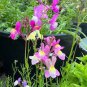50 Pcs Purple Linaire Commune Linaria Vulgaris Common Toadflax Freur Flower
