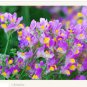 50 Pcs Purple Linaire Commune Linaria Vulgaris Common Toadflax Freur Flower