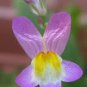 50 Pcs Purple Linaire Commune Linaria Vulgaris Common Toadflax Freur Flower