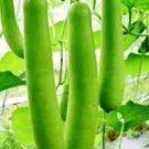 10 Pcs Green Long Bottle Gourd Seeds 10 Pcs Green Long Bottle Gourd Seeds