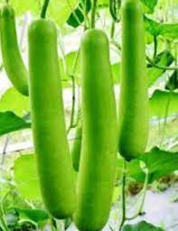 10 Pcs Green Long Bottle Gourd Seeds