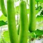 10 Pcs Green Long Bottle Gourd Seeds