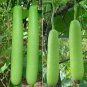 10 Pcs Green Long Bottle Gourd Seeds