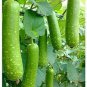 10 Pcs Green Long Bottle Gourd Seeds