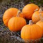 8 Pcs Sweet Baby Pumpkin Seeds