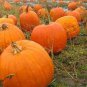 8 Pcs Sweet Baby Pumpkin Seeds