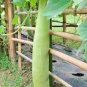 10 Pcs Green Long Club Bottle Gourd Fruit Seeds