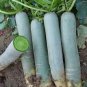 15 Pcs Green Radish Seeds