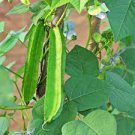 3 Pcs Winged Bean Seeds