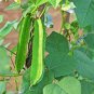 3 Pcs Winged Bean Seeds