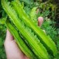 3 Pcs Winged Bean Seeds
