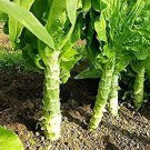 30 Pcs Chinese Green Asparagus Lettuce Seeds