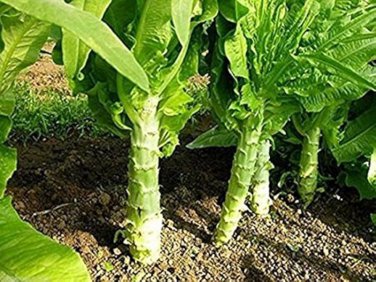 30 Pcs Chinese Green Asparagus Lettuce Seeds
