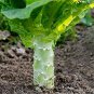 30 Pcs Chinese Green Asparagus Lettuce Seeds