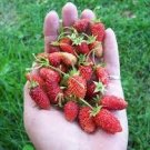 100 Pcs Italian Alpine Strawberry
