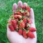 100 Pcs Italian Alpine Strawberry