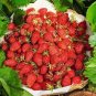 100 Pcs Italian Alpine Strawberry