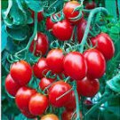 50 Pcs Bright Red Cherry Tomato Seeds 50 Pcs Bright Red Cherry Tomato Seeds