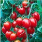 50 Pcs Bright Red Cherry Tomato Seeds