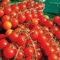 50 Pcs Bright Red Cherry Tomato Seeds
