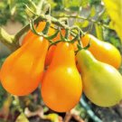 50 Pcs Taiwan Yellow Cherry Tomato Seeds 50 Pcs Taiwan Yellow Cherry Tomato Seeds