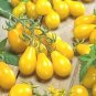 50 Pcs Taiwan Yellow Cherry Tomato Seeds