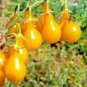 50 Pcs Taiwan Yellow Cherry Tomato Seeds