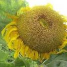 15 Pcs GIANT Titan Sunflowers 24 Inch Heads 15 Pcs GIANT Titan Sunflowers 24 Inch Heads