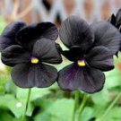 30 Pcs Black Pansy Seeds
