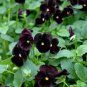 30 Pcs Black Pansy Seeds