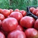 35 Pcs Big Pink Red Tomato Seed Non-Gmo Heirloom Vegetables 35 Pcs Big Pink Red Tomato Seed Non-Gmo Heirloom Vegetables