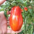 20 Pcs Red Banana Tomato Seed Organic Heirloom Vegetables