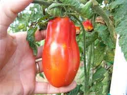 20 Pcs Red Banana Tomato Seed Organic Heirloom Vegetables
