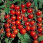 100 Pcs Germany Rose Red Corrugated Sweet Big Tomato Hybrid Seeds