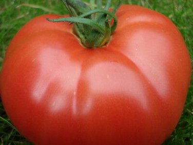 100 Pcs Russia Pink Giant Tomato Seeds