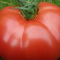 100 Pcs Russia Pink Giant Tomato Seeds