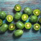 50 Pcs Rare New Variety Mini Kiwi Fruit Organic Seeds 50 Pcs Rare New Variety Mini Kiwi Fruit Organic Seeds