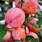 10 Pcs Unusual Dwaft 'Weeping Wickson' Red Apple Tree Extraordinary Sweetness 10 Pcs Unusual Dwaft 'Weeping Wickson' Red Apple Tree Extraordinary Sweetness