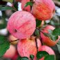 10 Pcs Unusual Dwaft 'Weeping Wickson' Red Apple Tree Extraordinary Sweetness