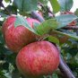 10 Pcs Unusual Dwaft 'Weeping Wickson' Red Apple Tree Extraordinary Sweetness