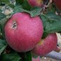 10 Pcs Unusual Dwaft 'Weeping Wickson' Red Apple Tree Extraordinary Sweetness