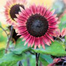 200 Pcs Rose Red Heronsbill Flowers Sunflower