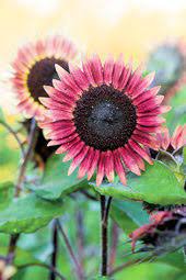 200 Pcs Rose Red Heronsbill Flowers Sunflower