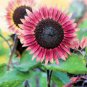 200 Pcs Rose Red Heronsbill Flowers Sunflower