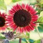 200 Pcs Rose Red Heronsbill Flowers Sunflower