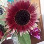 200 Pcs Rose Red Heronsbill Flowers Sunflower