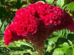 80 Pcs Amish Heirloom Indiana Giant Cockscomb Seeds